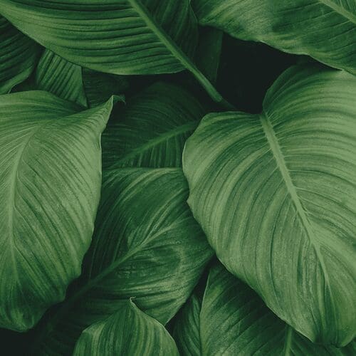 Tropical Leaves